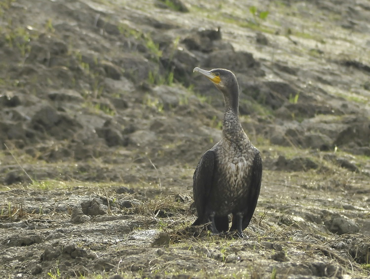 Cormorano - Phalacrocorax carbo